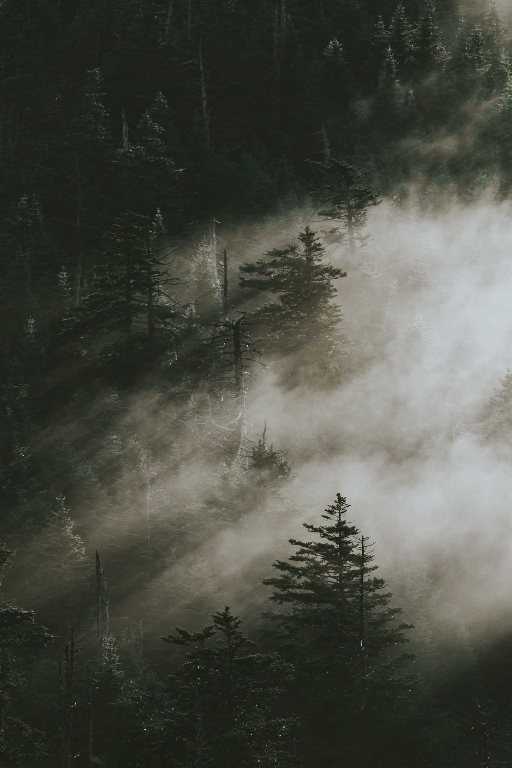 black and white photo fog through pine trees