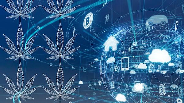 cannabis leaves over illustration of IoT internet of things
